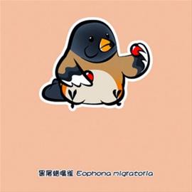 黑尾蜡嘴雀